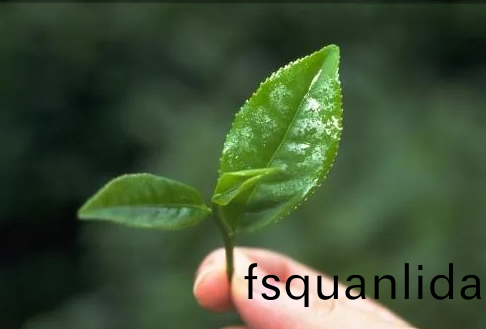 遠紅外加熱技術在茶葉加工中的應用